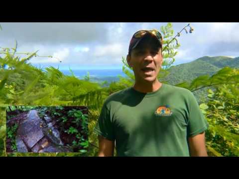 El Yunque Tours - How Hard is it to Walk Big Tree Trail