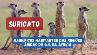 SURICATO - CONHEÇA 13 CURIOSIDADES SOBRE O SURICATO ESSE MAMÍFERO AFRICANO