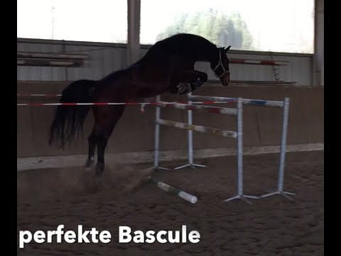 Karl (Cyros) v. Calido Springen vom feinsten