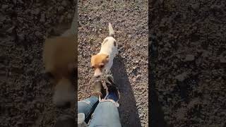 Video preview image #1 Chihuahua-Unknown Mix Puppy For Sale in Wakefield, RI, USA