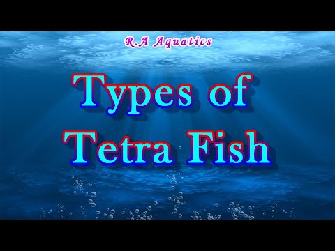 Top 27 Types of Tetra Fish | 27 Different Types of Tetra Fish | Types of Tetra Fish
