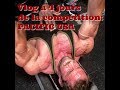 STANIMAL: Vlog à 5j de la compétition: PECTORAUX