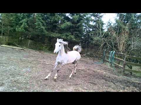 Zinedina (Kabsztad x Zorita/Turban) Pure Arabian horse
