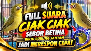 Download lagu FULL SUARA CIAK CIAK SEBOR KECIAL KUNING BETINA ‼️ BIKIN BURUNG JANTAN JADI GACOR LANGSUNG NYAUT mp3