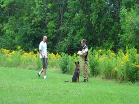Iron Von der Stadtrand Schutzhund Protection