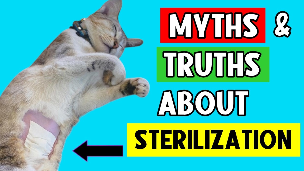 If You NEUTERED or SPAYED Your Cat, I Hope You Know THIS! 🔥