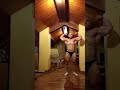 Daniel Sticco ifbb posing train