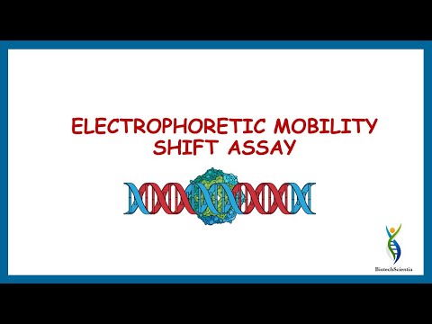 Electrophoretic Mobility Shift Assay| Gel mobility Shift Assay| Gel Retardation Assay