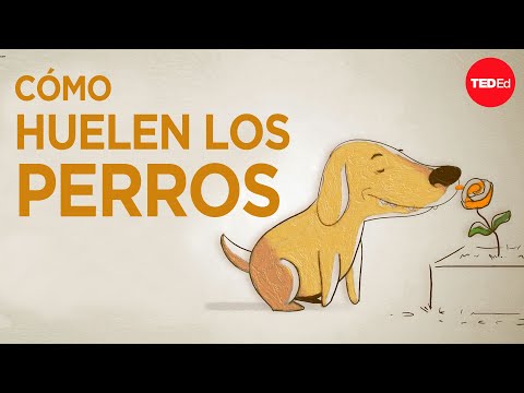 ¿Cómo “ven” los perros con la nariz? - Alexandra Horowitz