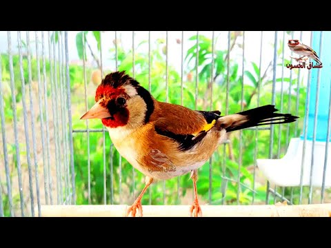 تغريد الحسون البري مقنين خلوي نظيف من الاخطاء يغرد بلا إنقطاع