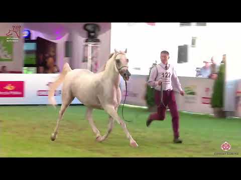 N122 SIHAM AL KHALEDIAH - 2020 PRIDE OF POLAND - 42nd Arabian Horse National Show - 11 Years Old...