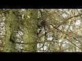 Schwarzspecht (Dryocopus martius), Ennepetal ...