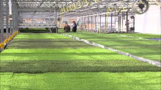 preview picture of video 'They're Small but Mighty: Microgreens'