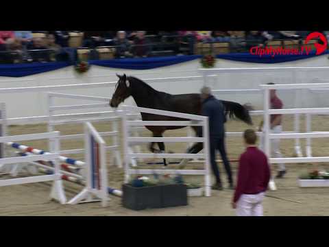 Holsteiner Körung 2019 - Nr. 61 Million Hearts