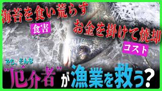 漁業が抱える負のスパイラル、解決するのはかつての高級魚？　知られざる「未利用魚」の活用で問題解決に挑む【超dig】