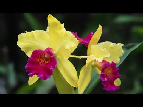 Growing and Repotting Cattleya Orchids