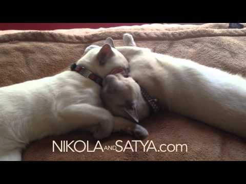 Two kitties: Nikola and Satya cleaning each other and falling asleep.