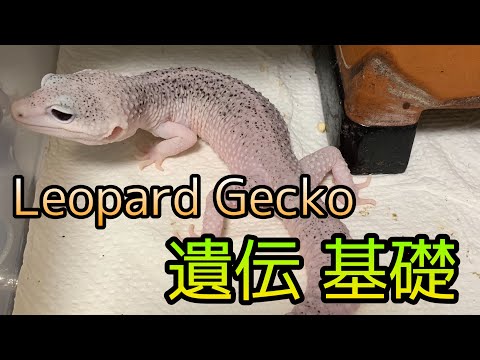 マーゲイ (Leopardus wiedii)