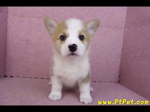 10/13雙色柯基犬母幼犬1號(台北大安)