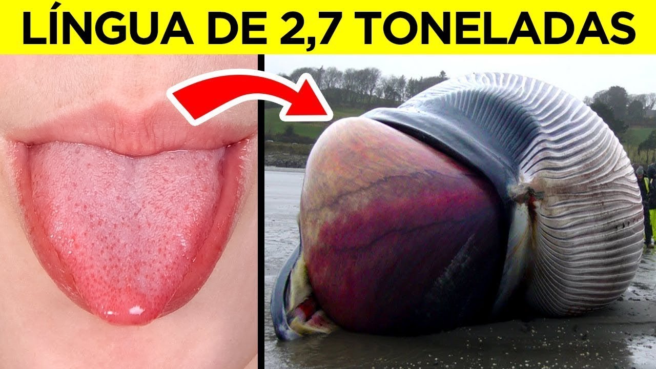 Os Maiores Órgãos Do Reino Animal