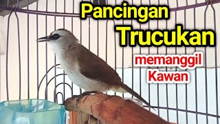 Download lagu Pancingan trucukan BETINA MEMANGGIL JANTAN pancingan trucuk BAHAN ombyokan agar Cepat bunyi gacor mp3 Download lagu Pancingan trucukan BETINA MEMANGGIL JANTAN pancingan trucuk BAHAN ombyokan agar Cepat bunyi gacor mp3