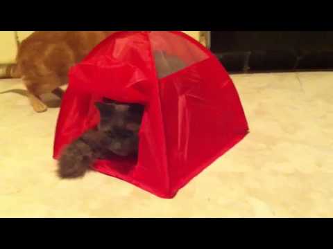 Socrates and Soxie in the cat tent