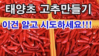고추 건조, 태양초 고추 만들기. 이건 알고 시도하세요.(고추 건조법, 고추 말리기, 고추 잘 말리기, 고추…