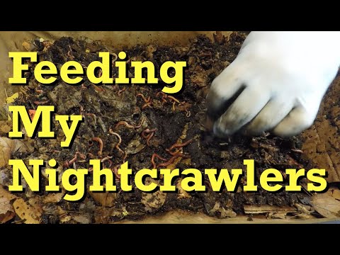 A feeding for my nightcrawler worms in the VermiBags - vermicomposting