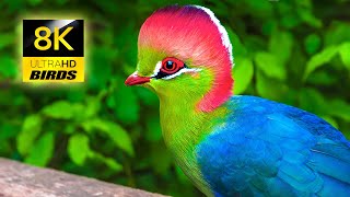 The Most Beautiful Birds Collection 8K ULTRA HD / 8K TV