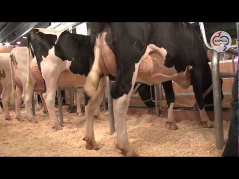 36659 VIKING WH (Goldwyn x Lord Lily) aAa 234165 Gorinchem 2010