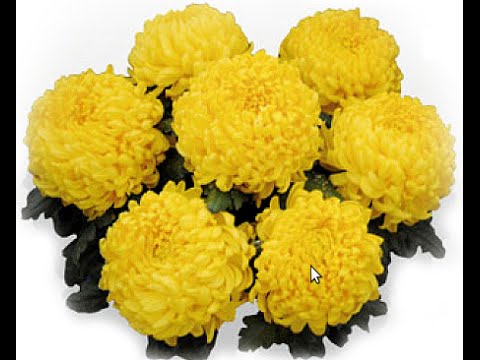 DJ Łysy - Chryzantemy Złociste