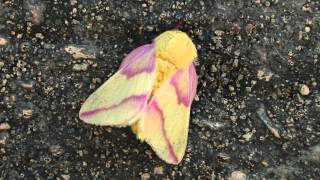 preview picture of video 'Rosy Maple Moth (North of Oskaloosa, Iowa)'