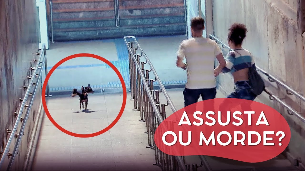 O DOGUINHO TA PRONTO PRO HALLOWEEN | CÂMERAS ESCONDIDAS