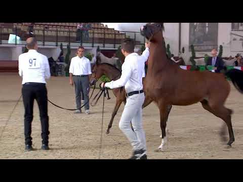 N.97 QS ATENA - Italian Nationals 2018 - Futurity Fillies (Class 13)