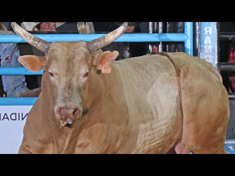 FINAL EM TOUROS - Rodeio de BASTOS 2023 (Oficial 4K)