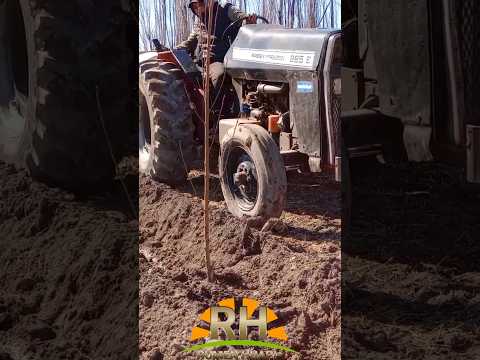 Plantación de Pelon🍊 #fruticultura #chichinales #rionegro #patagonia #argentina