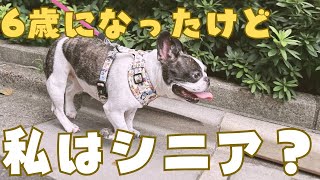 6歳になったので先生に色々質問してきた！