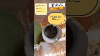 【頑張りたいソング】おもちさんは頑張ってる？🐹【轟はじめ/ReGLOSS】