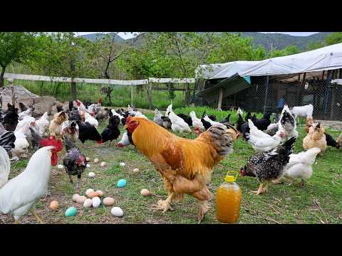 Raising Chickens Naturally for Eggs & Meat - Collecting Wild Chicken Eggs - Organic Poultry Farming