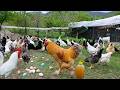 Raising Chickens Naturally For Eggs Meat Collecting Wild Chicken Eggs Organic Poultry Farming