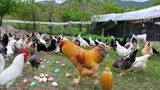 Download lagu Raising Chickens Naturally for Eggs & Meat - Collecting Wild Chicken Eggs - Organic Poultry Farming mp3 Download lagu Raising Chickens Naturally for Eggs & Meat - Collecting Wild Chicken Eggs - Organic Poultry Farming mp3