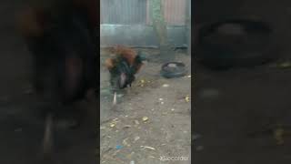 Отец и сын выясняют отношения