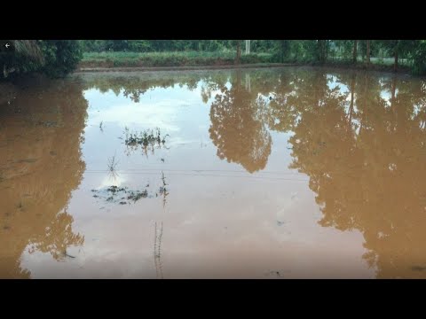 IAV's Sandponics Thailand Project.  Part 4  - The Deluge And Quarantine.