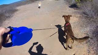 Video preview image #1 Irish Setter-Unknown Mix Puppy For Sale in Fallbrook, CA, USA