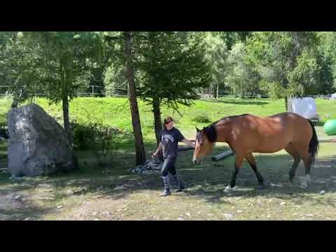 Gina & Radisli , Parelli Audition Liberty level 3, Pass 3++