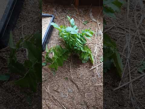 大根の葉に穴が空いてしまった！何のために ？それらをどのように治療すればよいでしょうか？  庭園