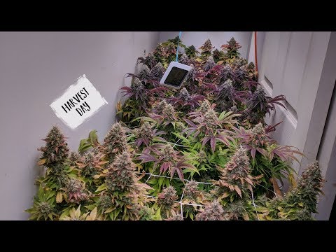 download lagu mp3 mp4 Harvest Day, download lagu Harvest Day gratis, unduh video klip Harvest Day