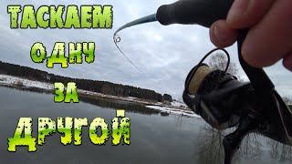 Клев щуки в миллерово на 7 дней