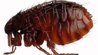 Qua la zampa le pulci Antenna 2 TV 28022012.mpg