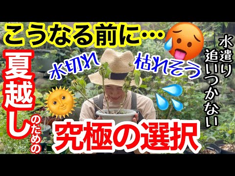 暑くなってしまったアジサイの保存方法は？工場を再び稼働させるための重要なヒント  庭園